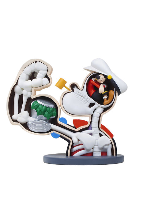 ZCWO Popeye Anatomy